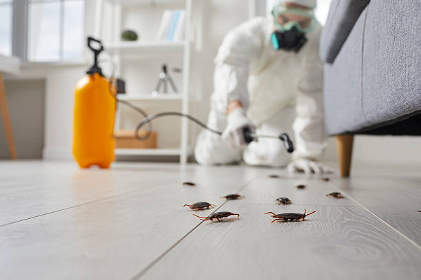 Commercial Kitchen Cockroach Control in Strathmore